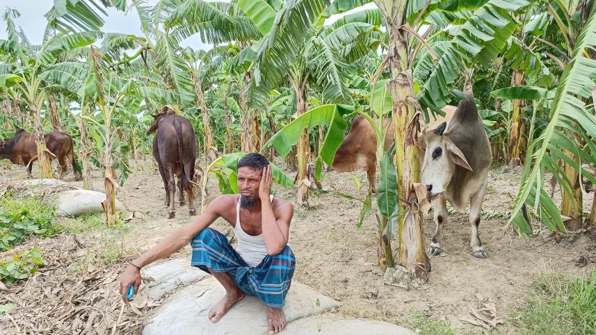 cattle_1_1.jpg