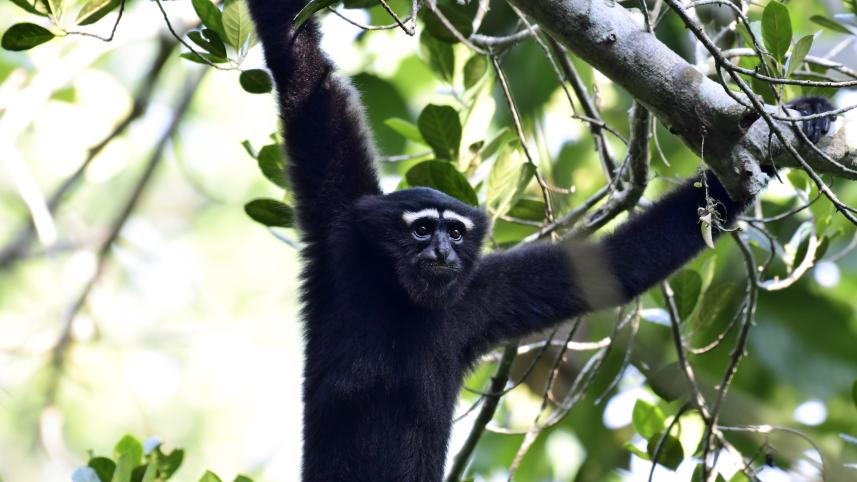 Apes of the East.jpg