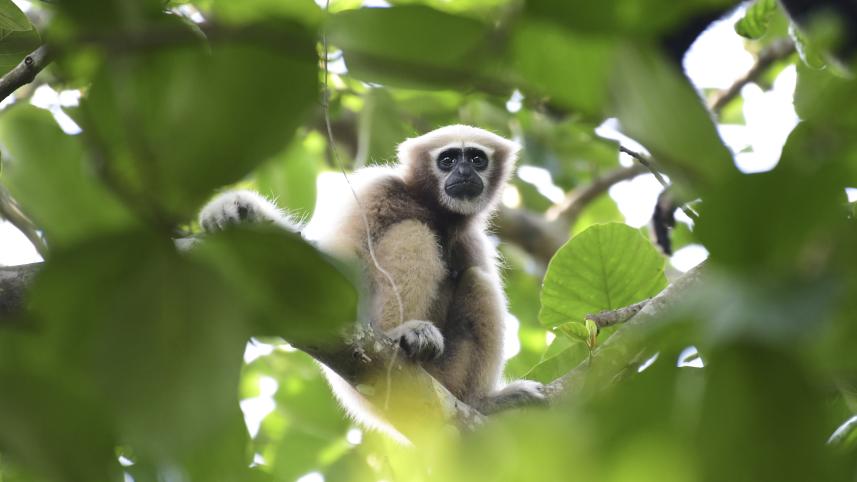 Apes of the East.jpg