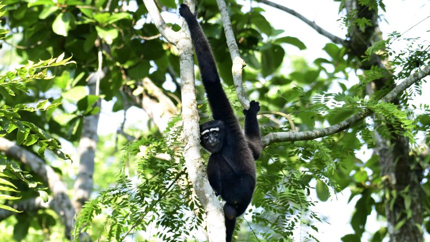 Apes of the East_af41.jpg