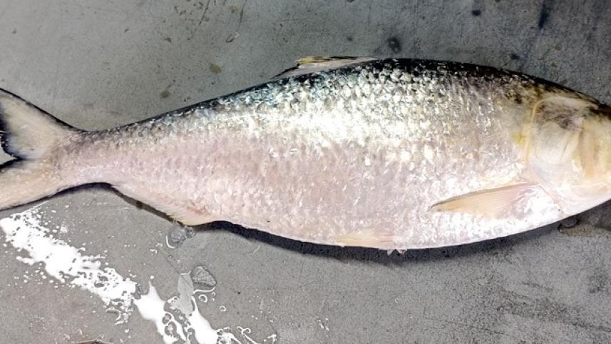 Patuakhali- Hilsa fish 17.09.23_d7e0.jpg