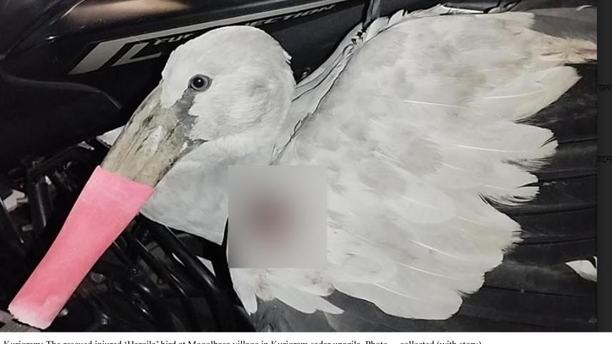 Poachers shoot Asian openbill stork, a bird lover saves it