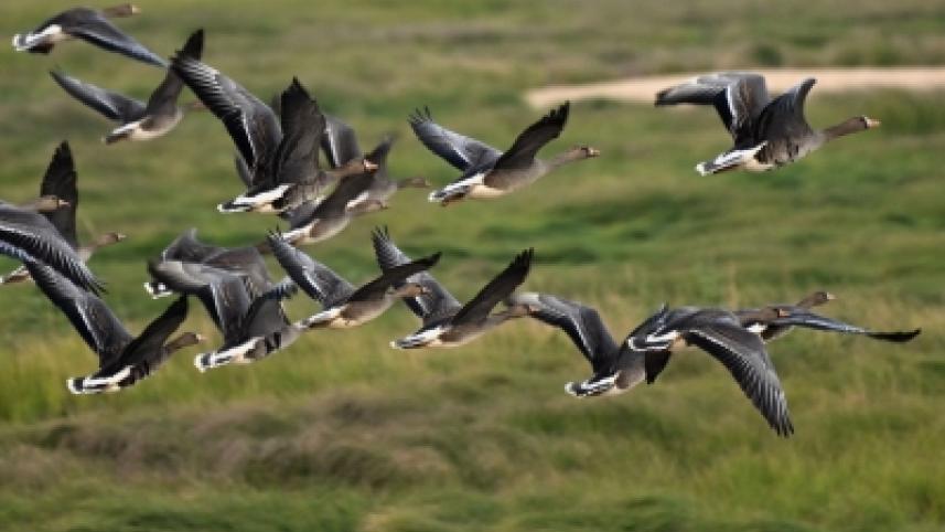 Migratory species-UN.jpg