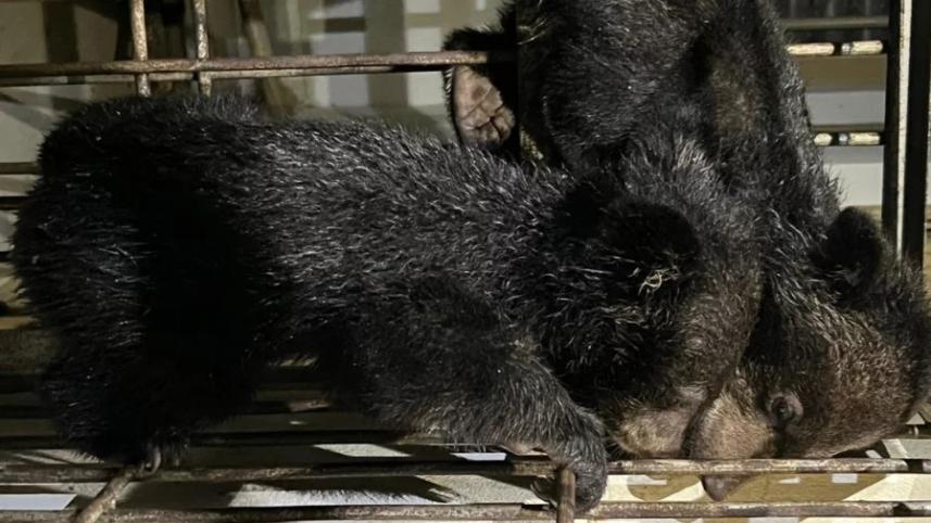 two bear cubs of an endangered species rescused in bandarban_1.jpg