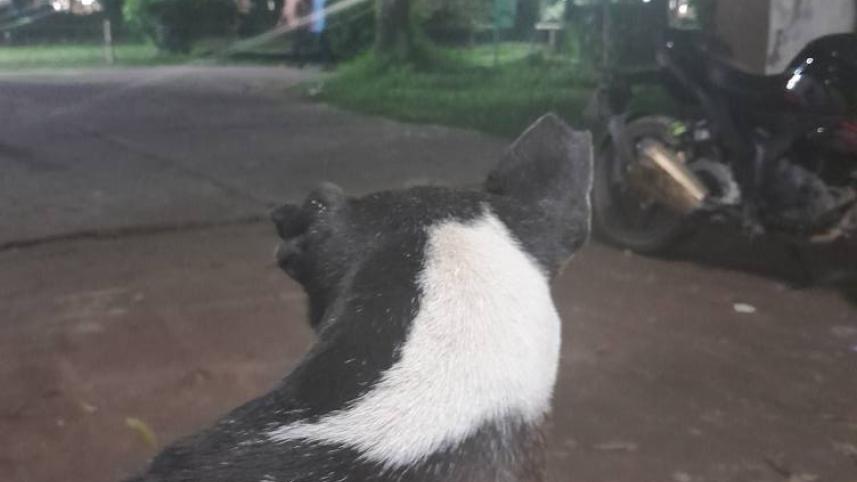 my dhaka -- kalu_c620.jpg