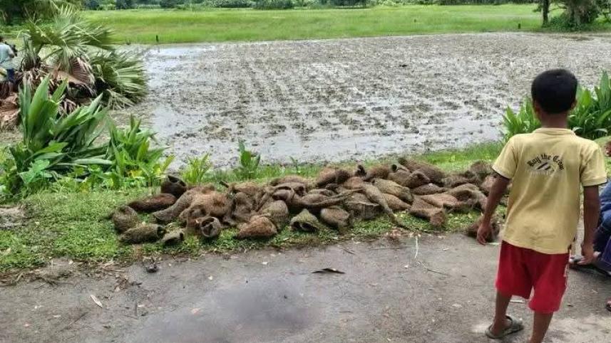 babui pakhi soft.jpg