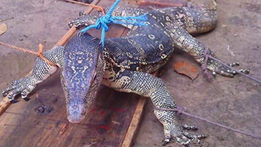 monitor lizard released to wild