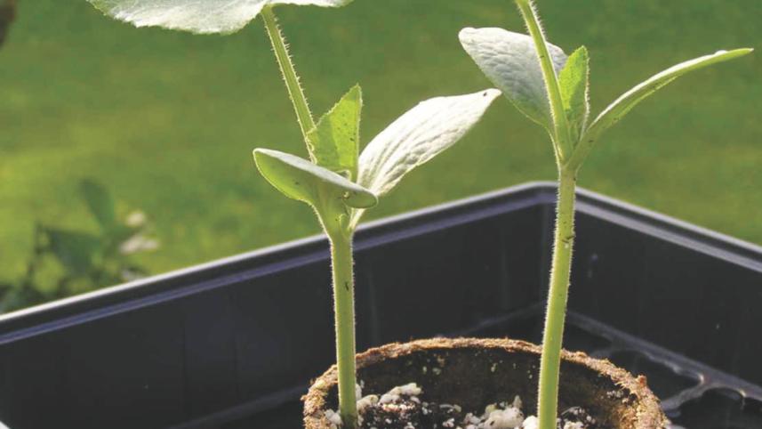 A personal herb supply