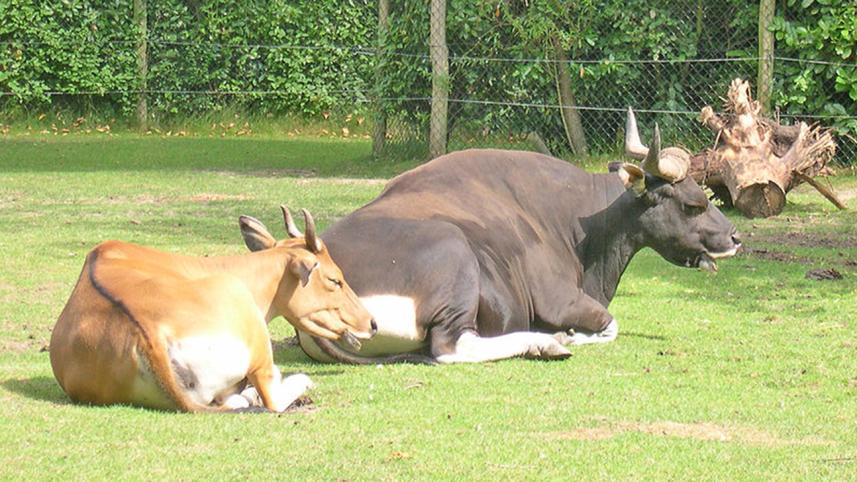 Banteng.jpg