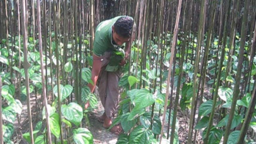 betel2.jpg