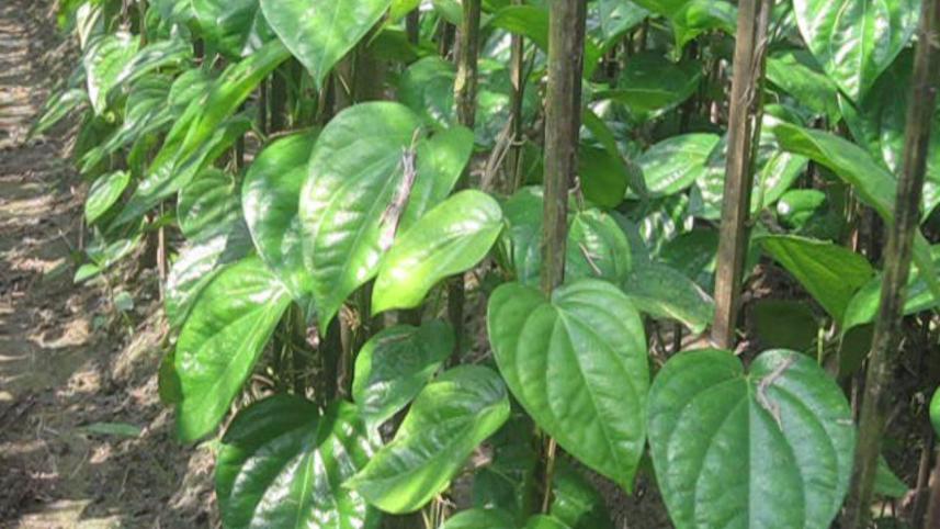 betel leaf-paan
