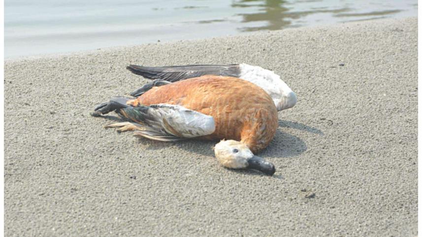 bird1.jpg