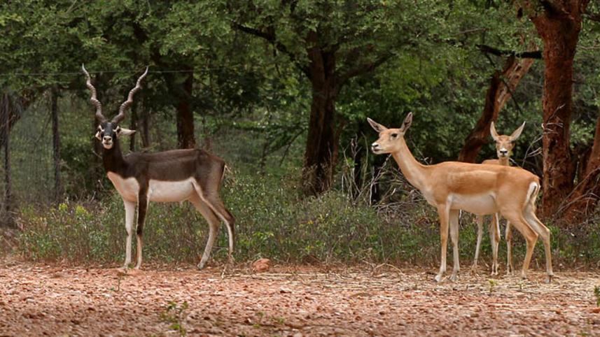 Blackbuck_(Antilope_cervicapra)-_Male_&_female_in_Hyderabad,_AP_W_IMG_7268.jpg