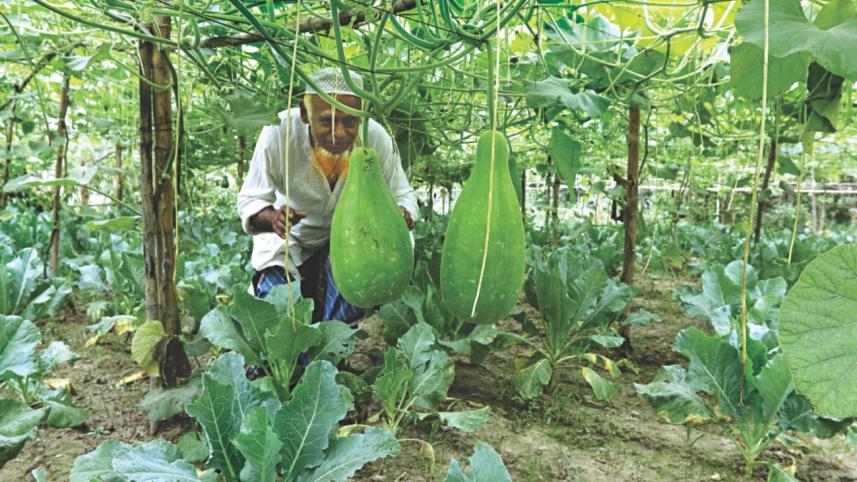 bottle gourd.jpg