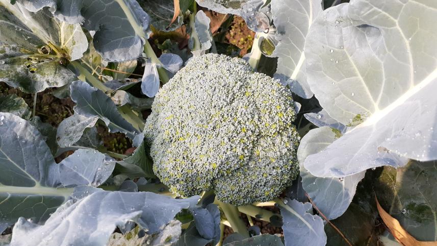 broccoli_cultivation_2.jpg