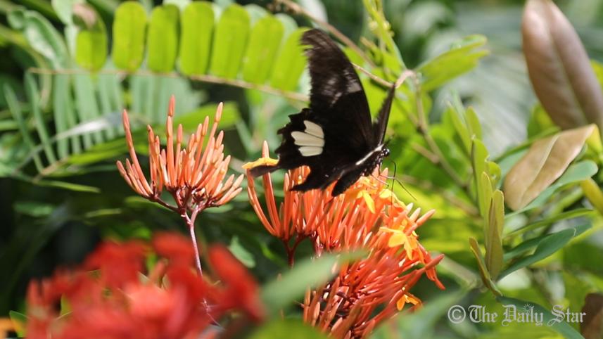 Butterfly-park-Chittagong-2.jpg
