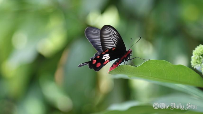Butterfly-park-Chittagong-3.jpg