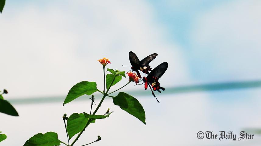 Butterfly-park-Chittagong-4.jpg