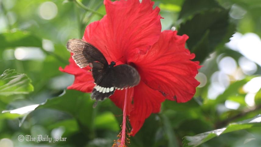Butterfly-park-Chittagong.jpg