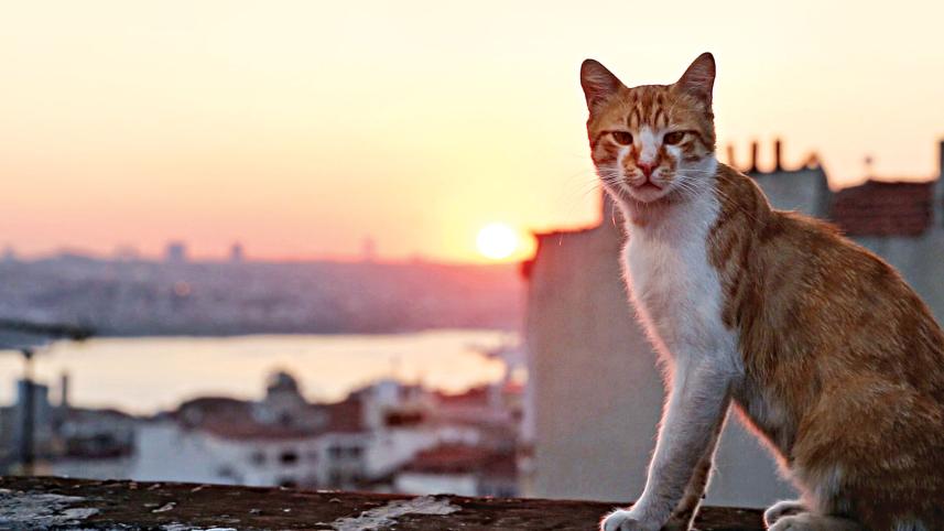 cat_9.jpg