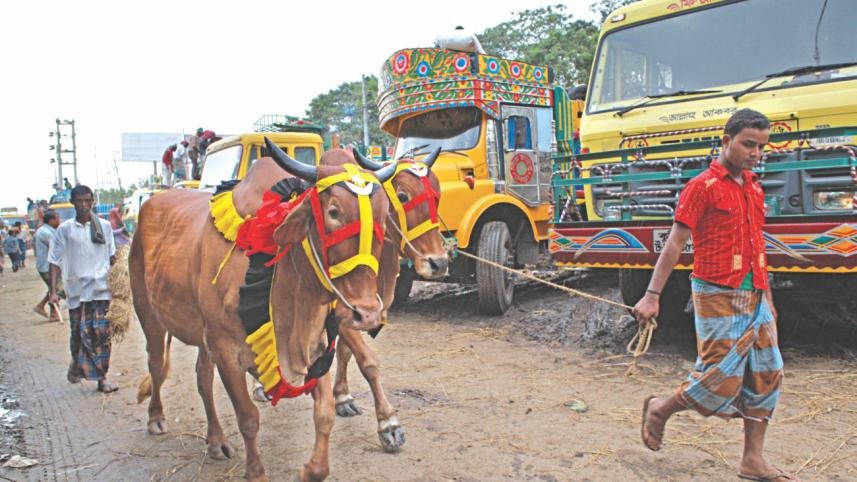 Cattle