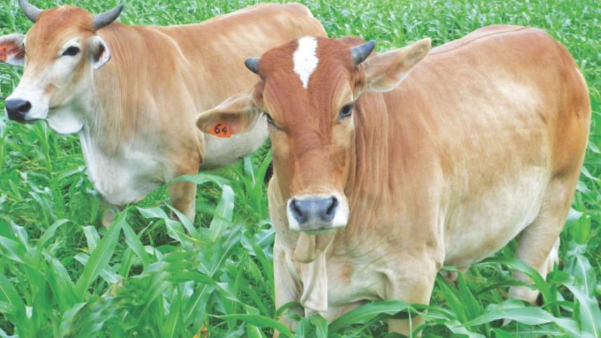 cattle