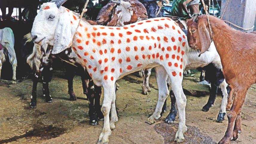 Choices Aplenty4.jpg