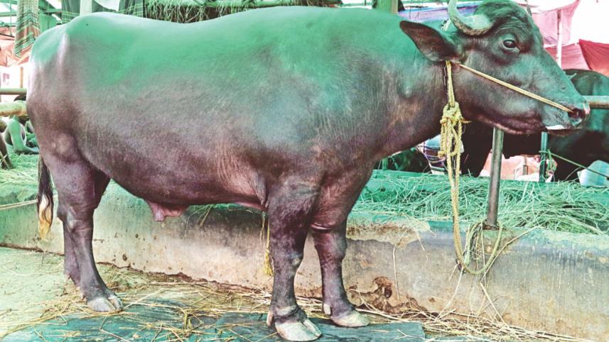 Choices Aplenty5.jpg