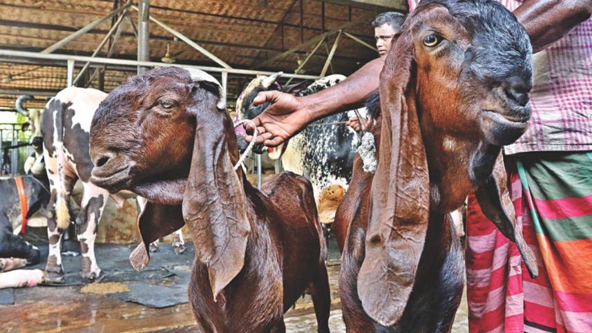 Choices Aplenty6.jpg