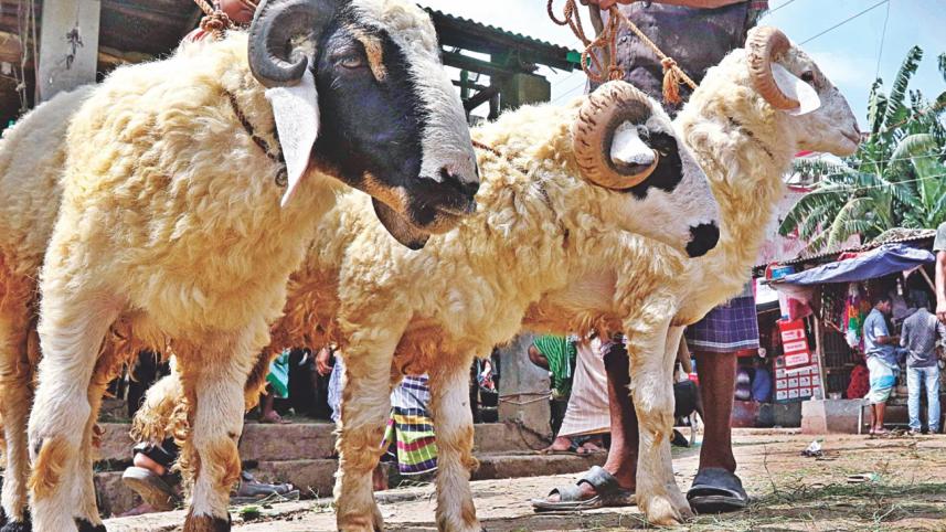 Choices Aplenty9.jpg