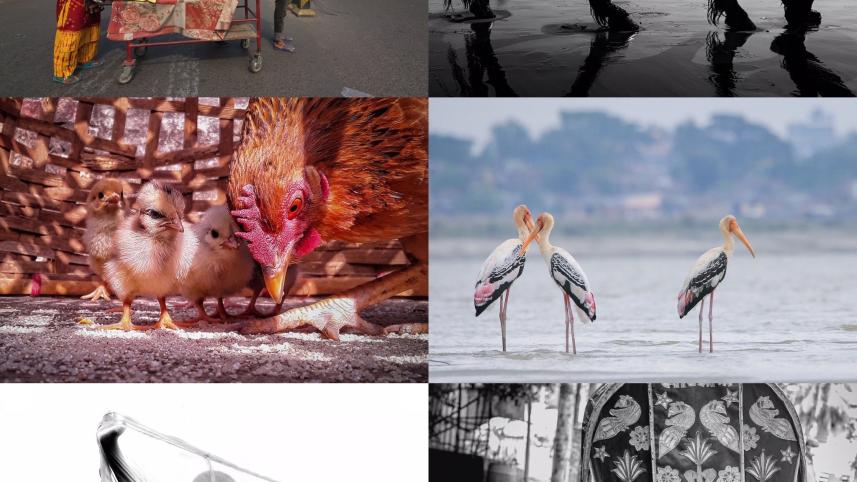 collage_1.jpg