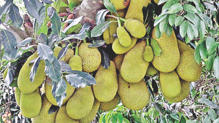 Fest of Fruits 5.jpg