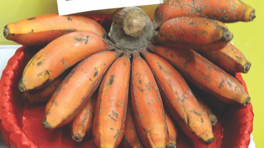 Fest of Fruits 6.jpg