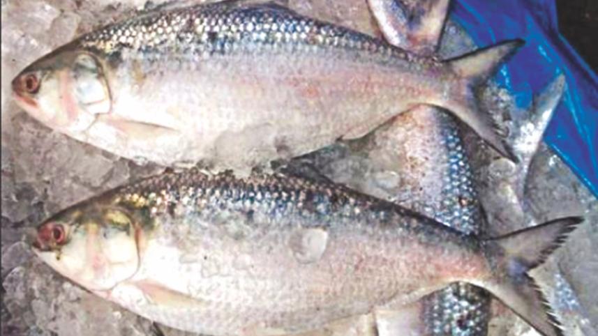 hilsa.jpg
