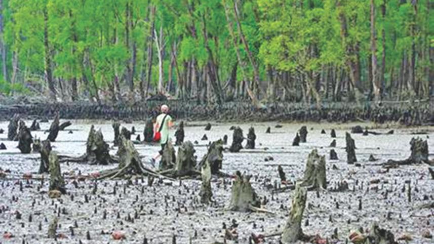 In the land of the Bengal tigers