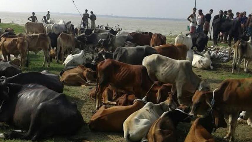 Indian cattle-2.jpg