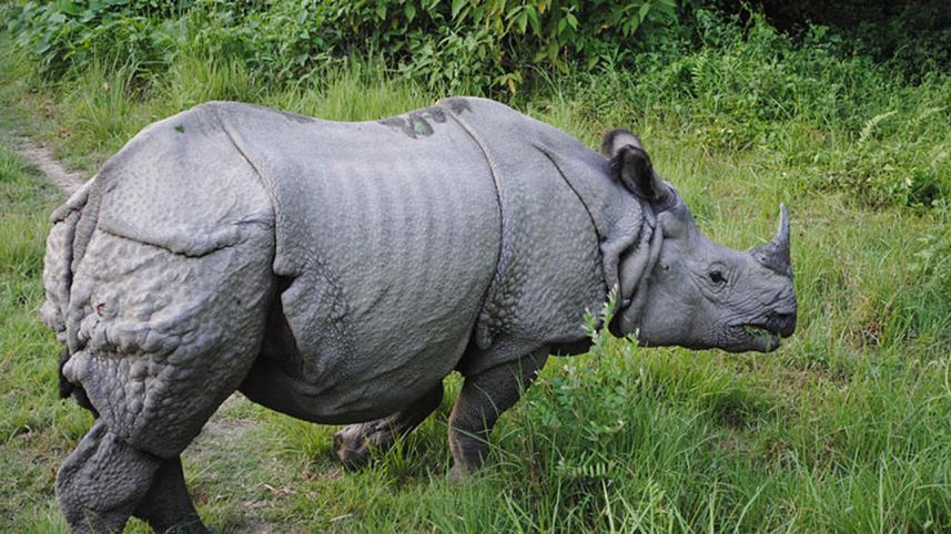 indian rhino.jpg