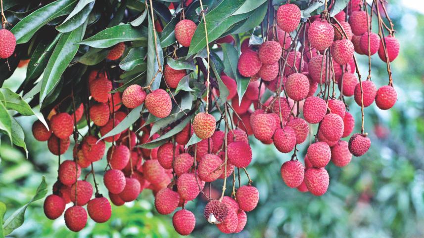 litchis 2.jpg