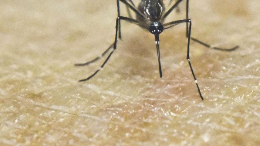 Mosquito