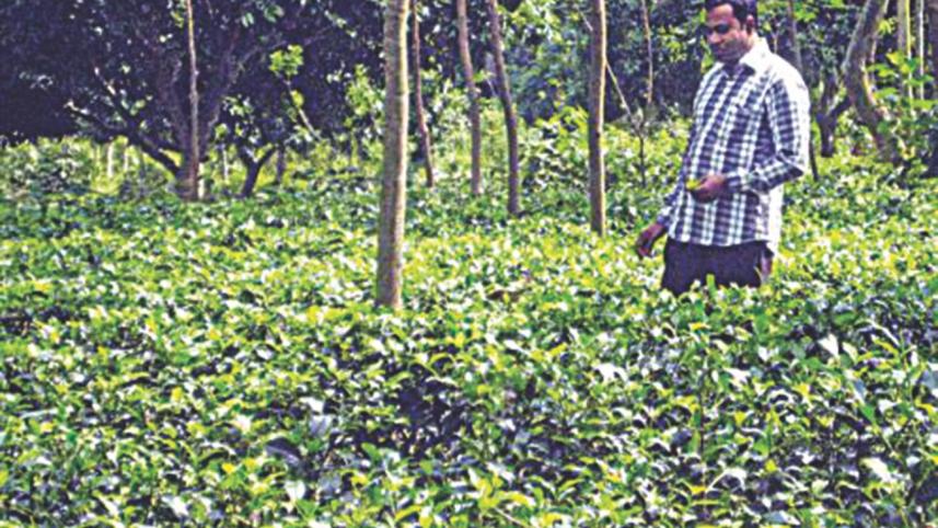 nazruls tea garden.jpg