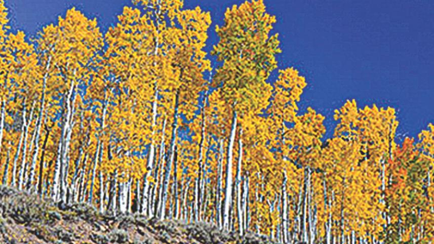 pando.jpg