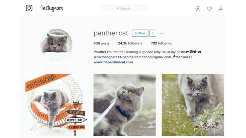 panther_the_cat-insta.jpg