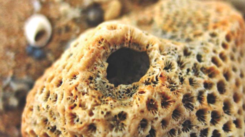 portuguese_fusion_kingdom