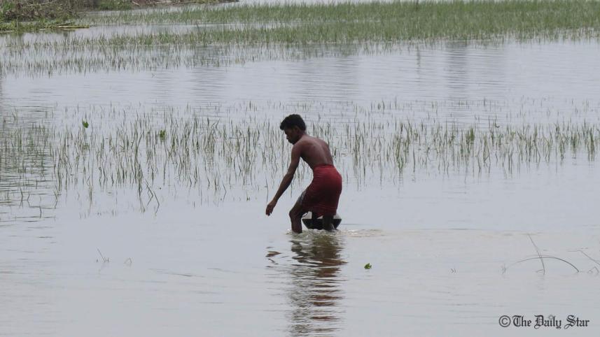 rangpur_paddy_field.jpg