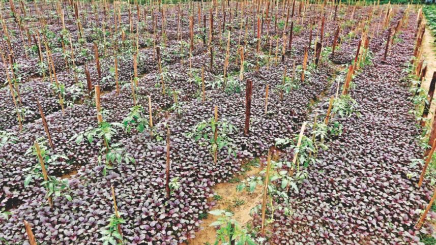 red spinach.jpg