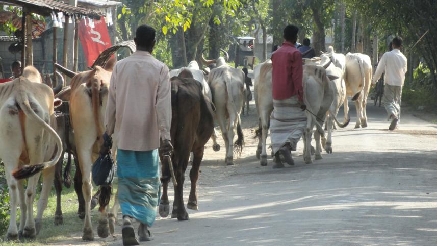 smuggled_indian_cattle_1.jpg