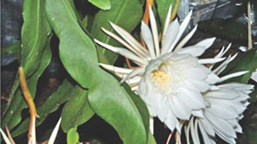 Succulents Rugged Beauty