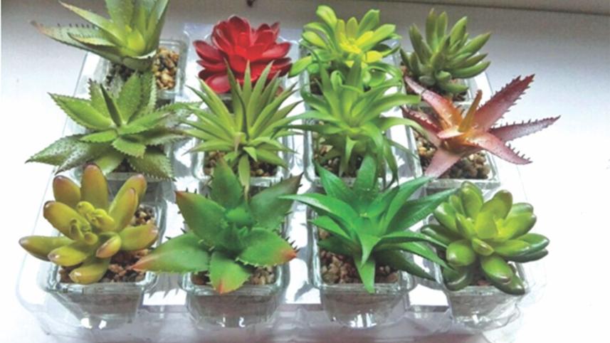 Succulents Rugged Beauty