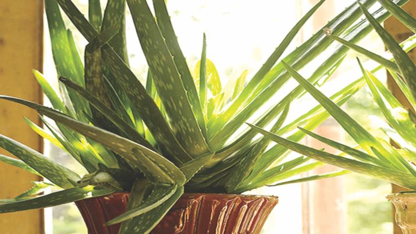 Succulents Rugged Beauty