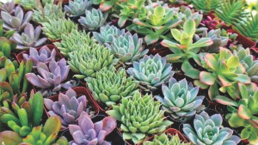 Succulents Rugged Beauty